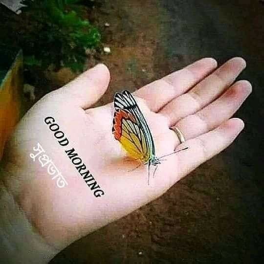 This may contain a butterfly sitting on the palm of someones hand